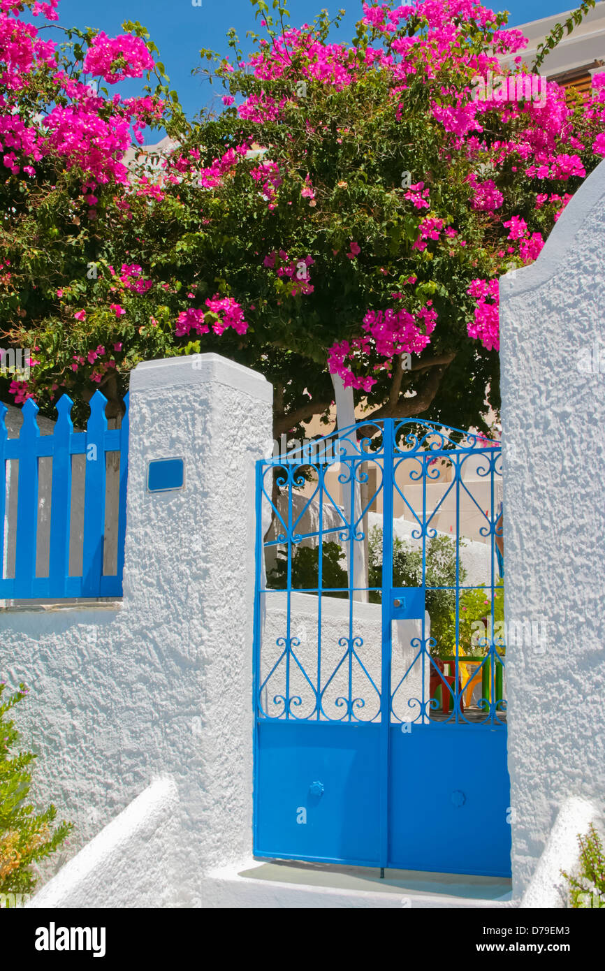Beautiful empty street and classic traditional architecture with colorful flowers on island of Santorini in Fira, Greece. Stock Photo