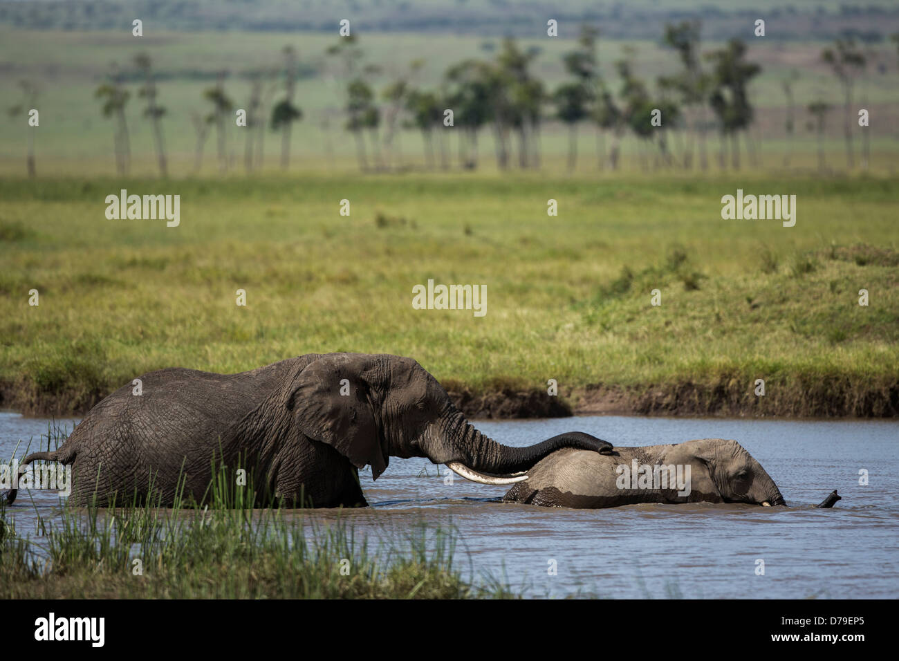 elephants playing and drinking in the river Stock Photo