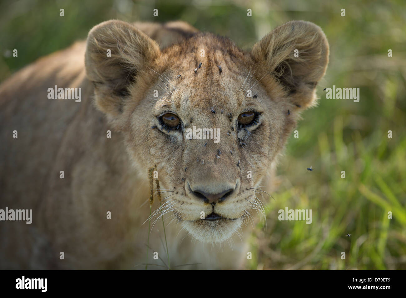 young lion portrait covered with flies Stock Photo