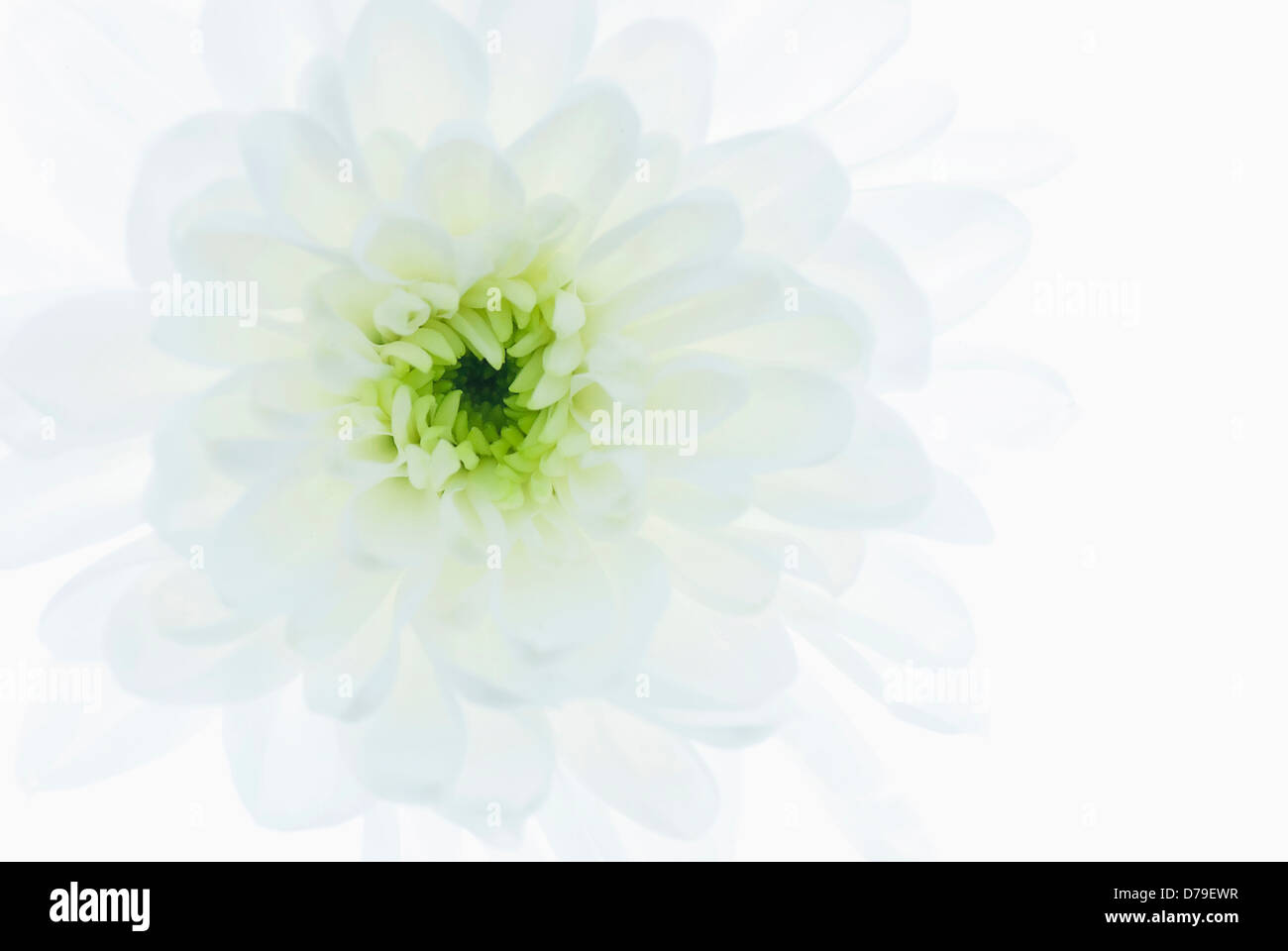 Chrysanthemum cultivar Zembla variety Single flower head close up with