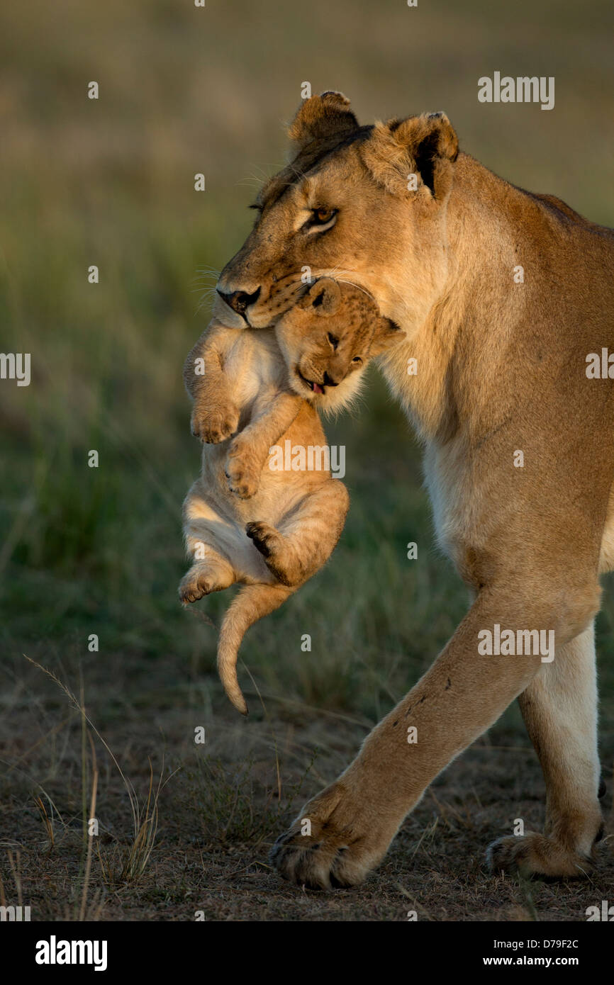 lioness carrying cub in the Masai Mara Stock Photo