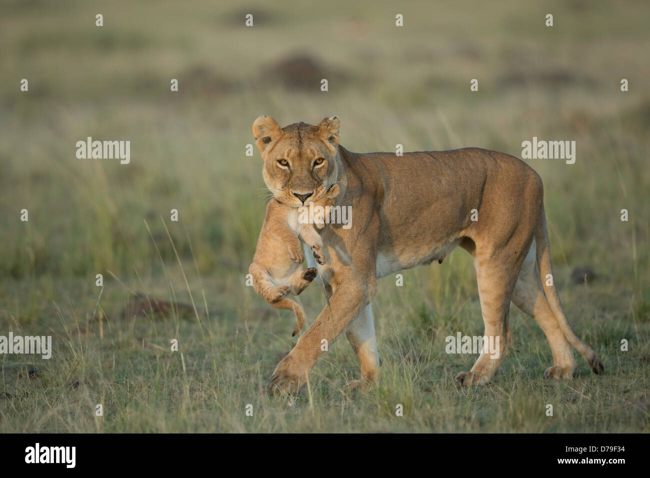 Lioness carrying cub in the Masai Mara Stock Photo