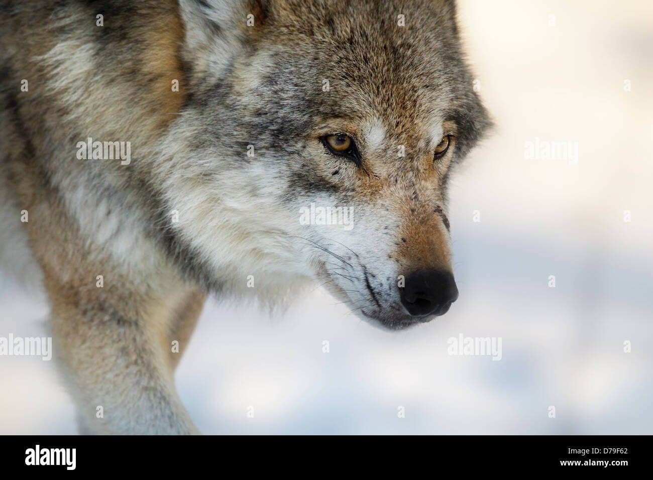 wolf walking in snow, Germany Stock Photo
