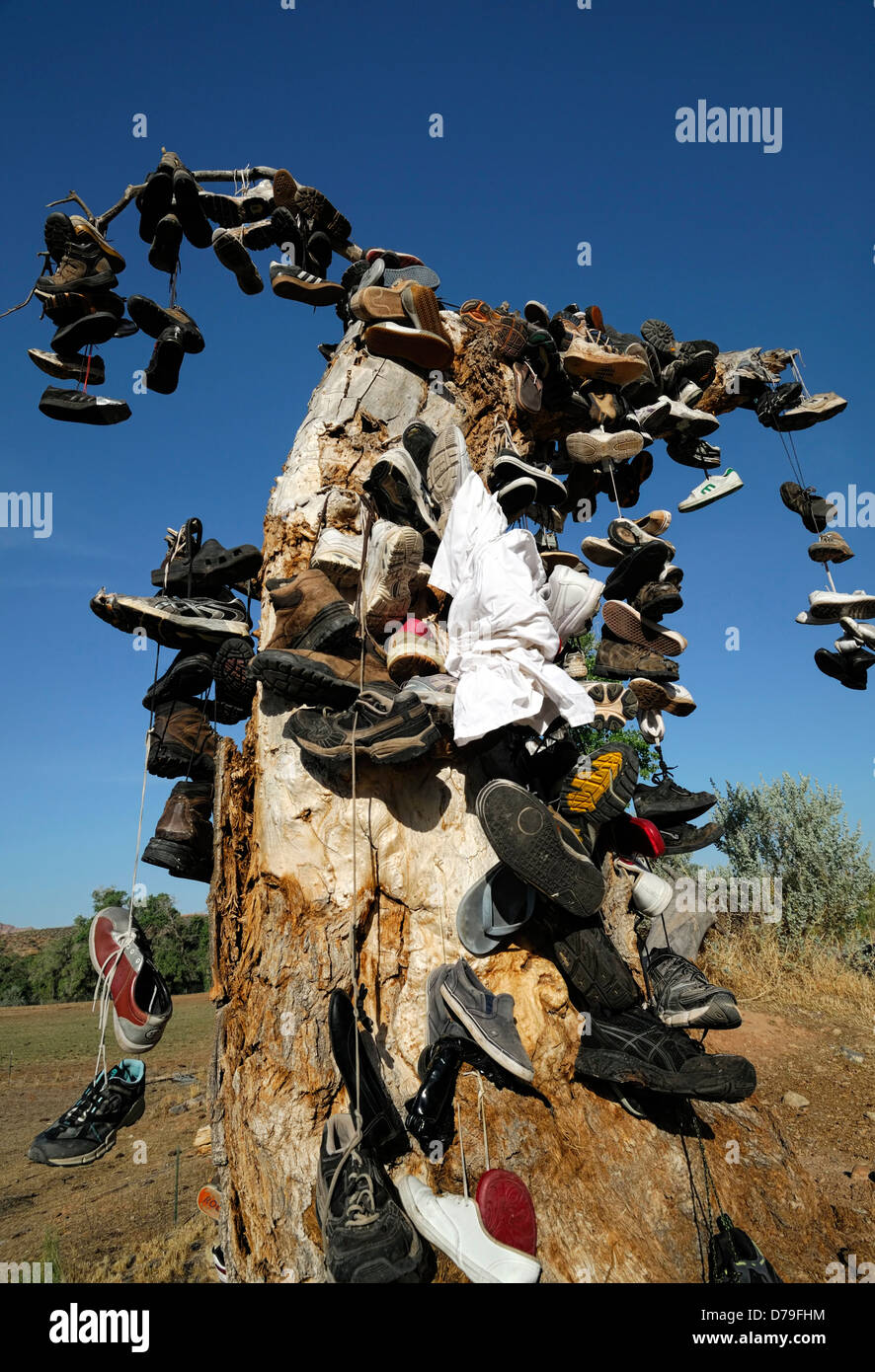 hundreds of shoes runners boots hang hanging from tree dead shoe ...