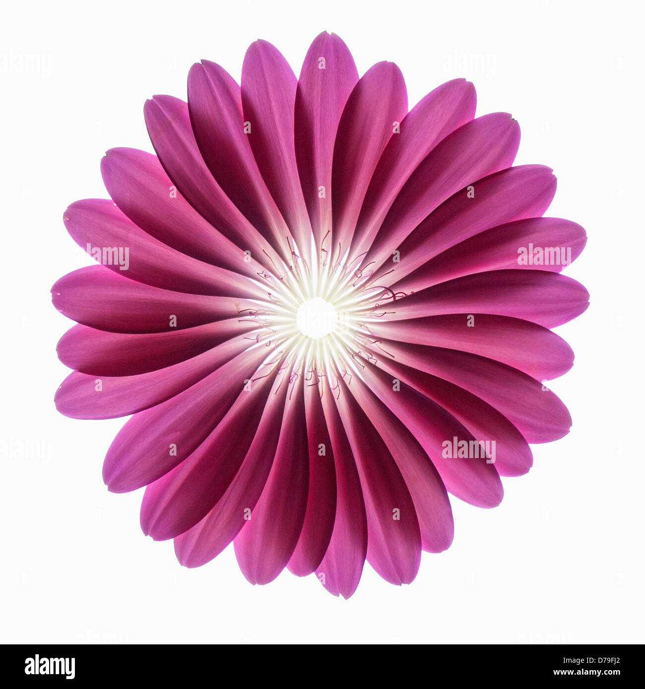 Gerbera jamesonii 'Serena', Individual purple petals placed into a circular forming a Gerbera flower against a white backgroun. Stock Photo