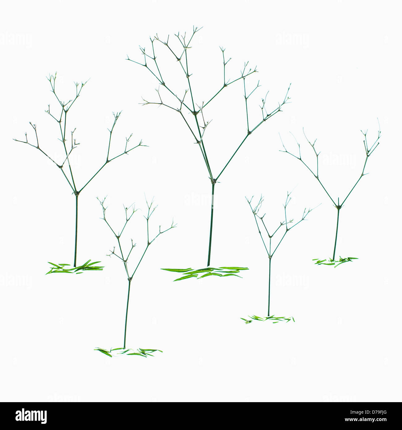 Gypsophila Paniculata 'Blancanieves' Stem of Gypsophila arranged to create abstract image with appearance of trees with fallen Stock Photo