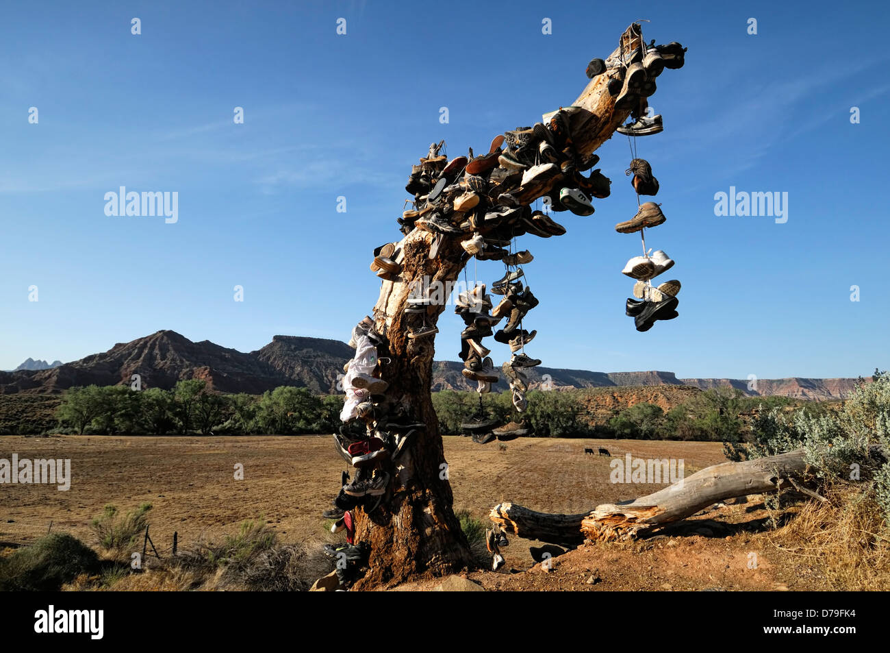 hundreds of shoes runners boots hang hanging from tree dead shoe