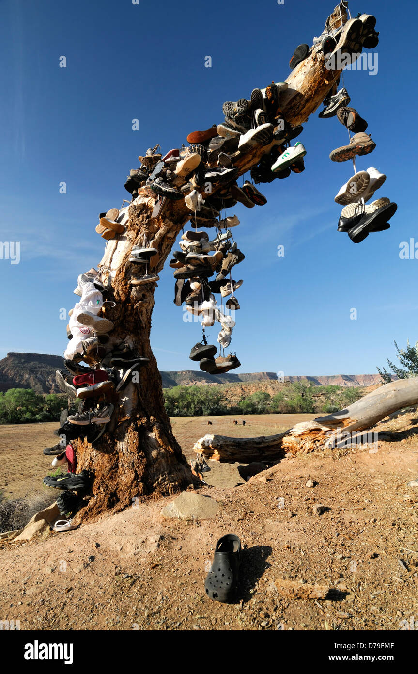 hundreds of shoes runners boots hang hanging from tree dead shoe