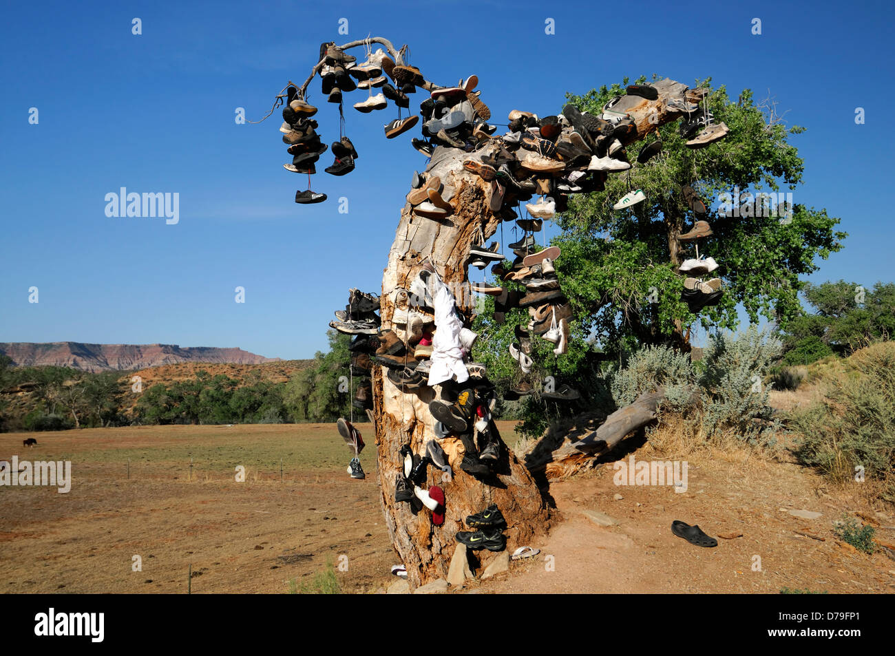 hundreds of shoes runners boots hang hanging from tree dead shoe