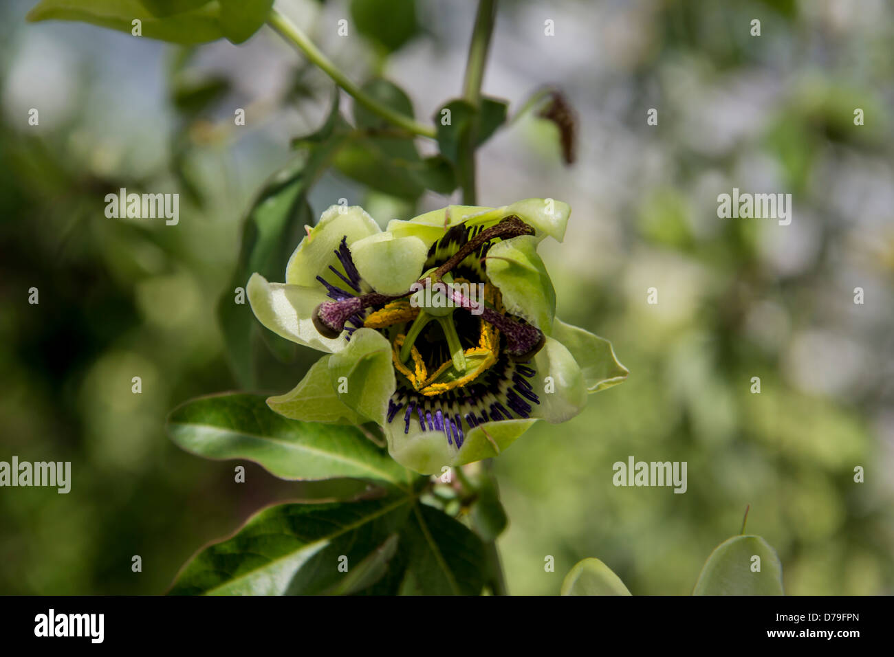 A Passion Flower bud about to open and reveal its strange flower Stock