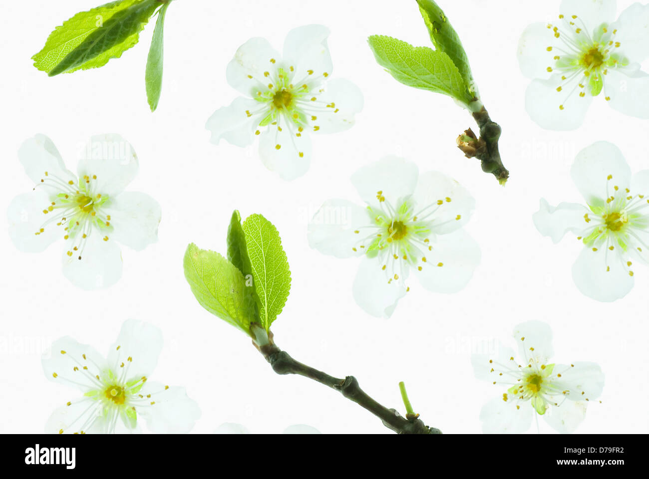 Prunus cerasifera, Single flower heads and leaves arranged to cover the frame. Stock Photo