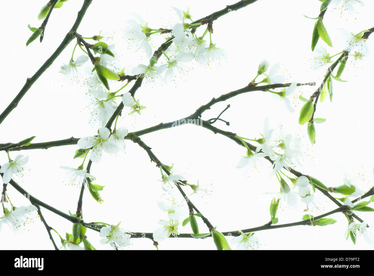 Prunus cerasifera, Arrangement of flowering stems. Stock Photo