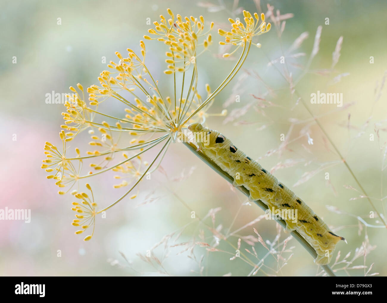 Large caterpillar climbing along stem of Dill, Anethum graveolens flower head. Stock Photo