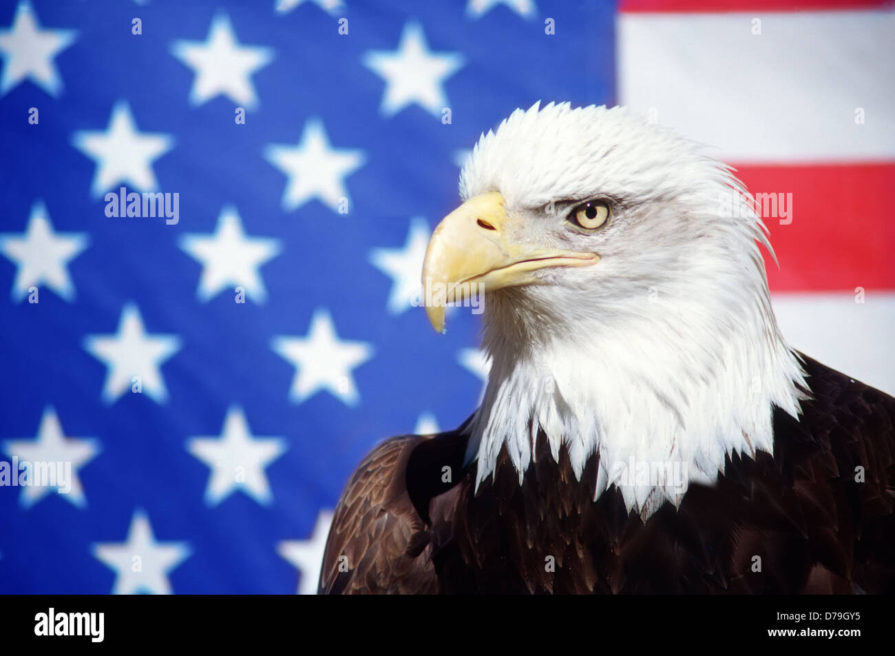 Bald Eagle and american flag (Haliaeetus leucocephalus) Stock Photo
