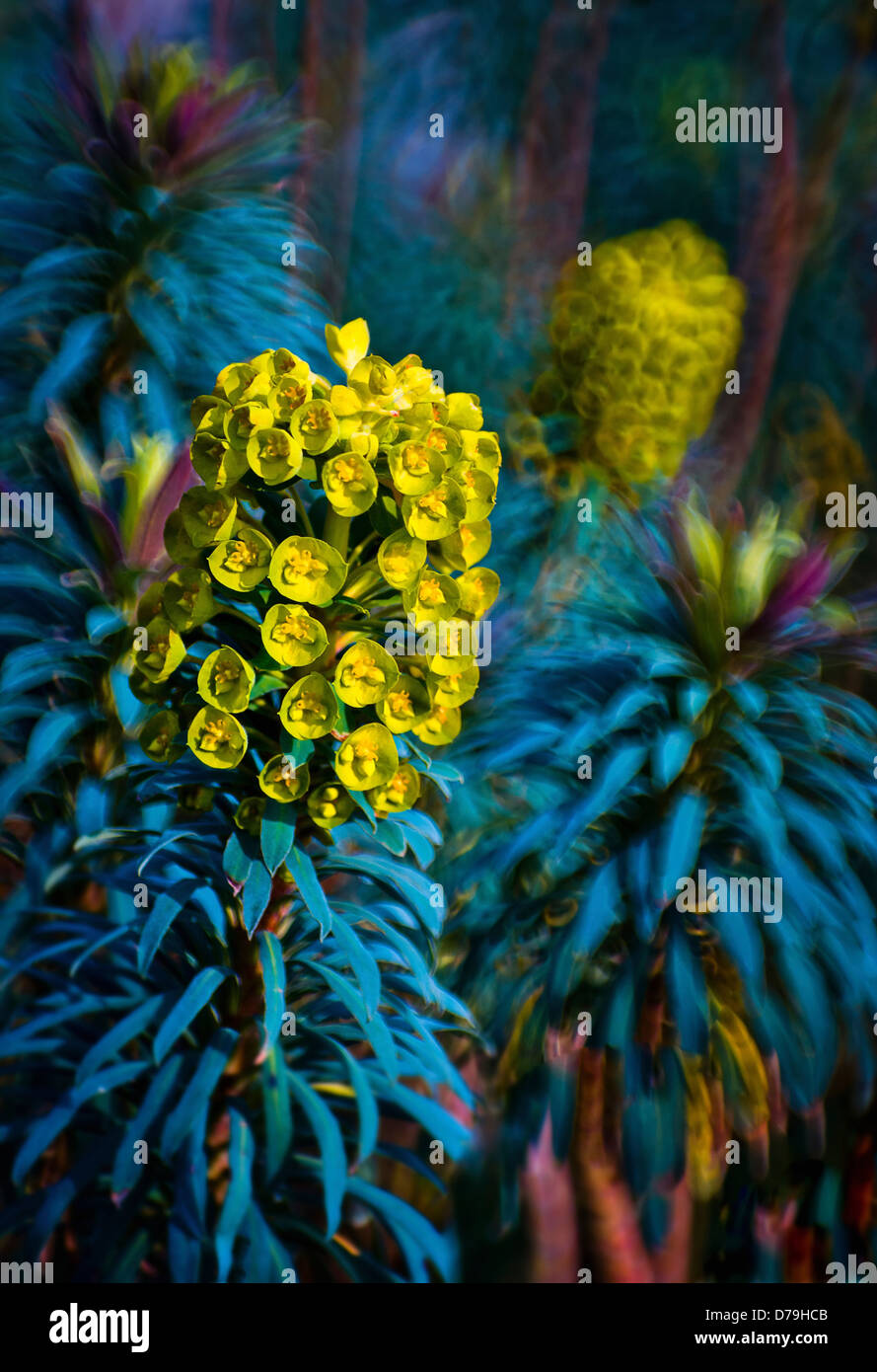 Euphorbia characias wulfenii, spurge. Acid green flower heads consisting of clustered, cup-shaped bracts. Manipulated colours. Stock Photo