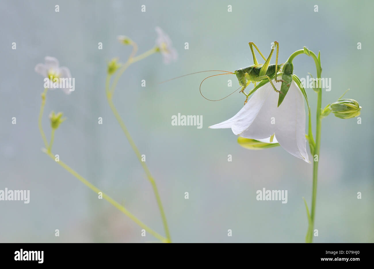 Grasshopper on bell shaped white flower of Campanula carpatica 'Bressingham White', Bellflower. Stock Photo