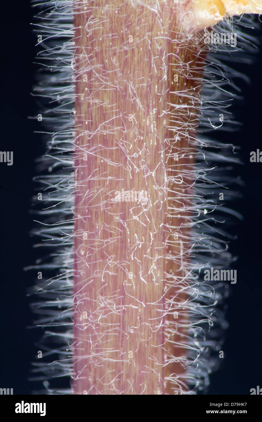 Plant root hairs high macro photograph. Stock Photo