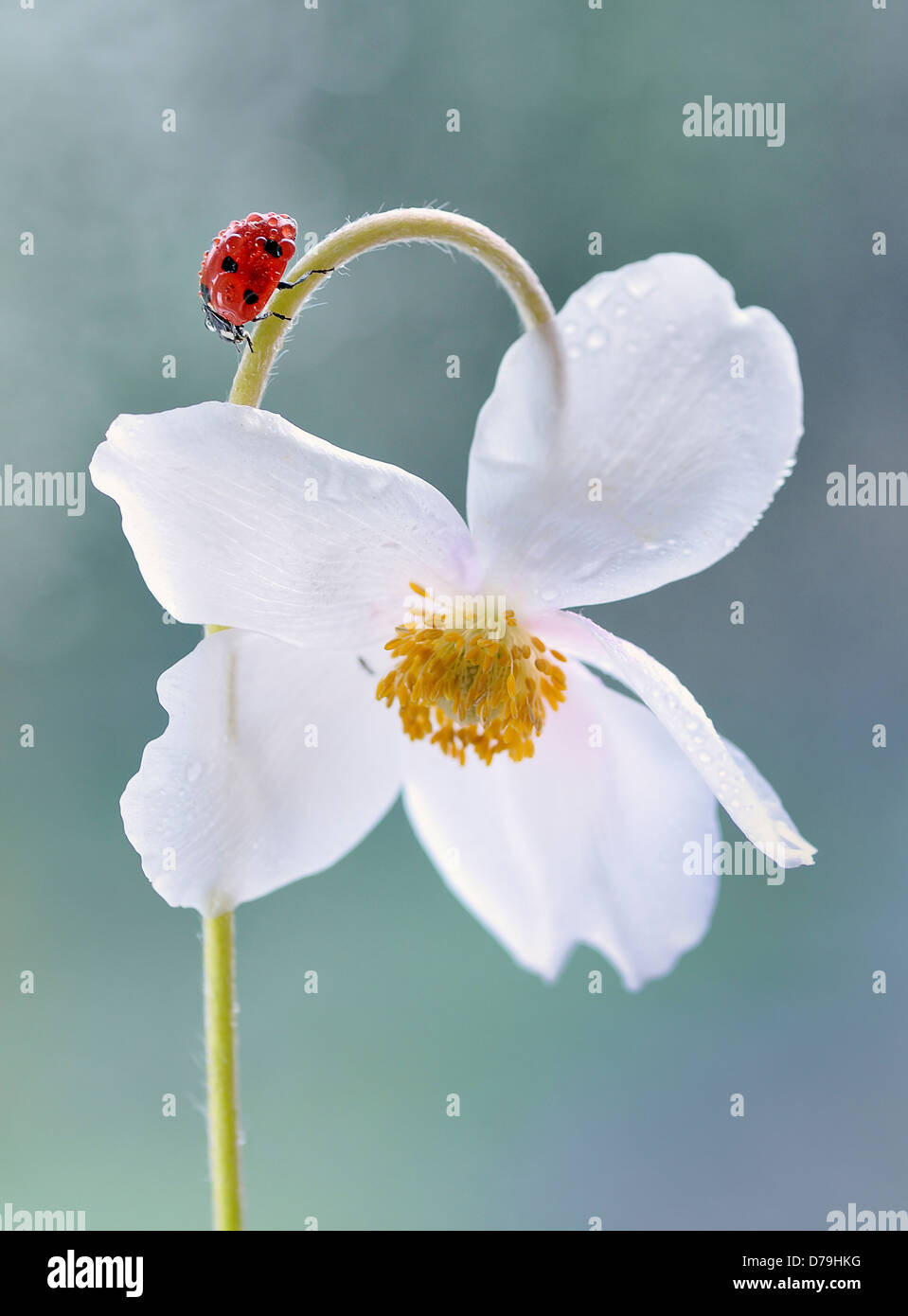 Ladybird, Coccinellidae on bent flower stem of white Anemone cultivar with water droplets on
