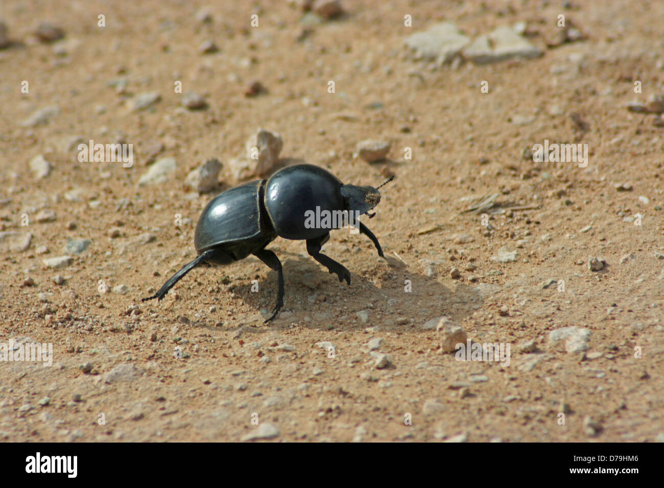 Scarabaeus Sacer Stock Photo