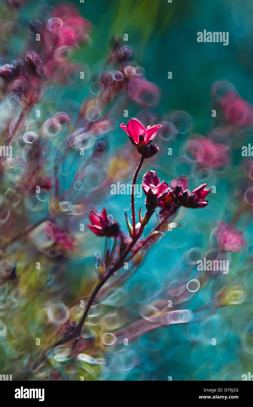 Saxifraga cultivar. Branched stem of pink flowers against digitally manipulated background creating abstract, painterly effect. Stock Photo