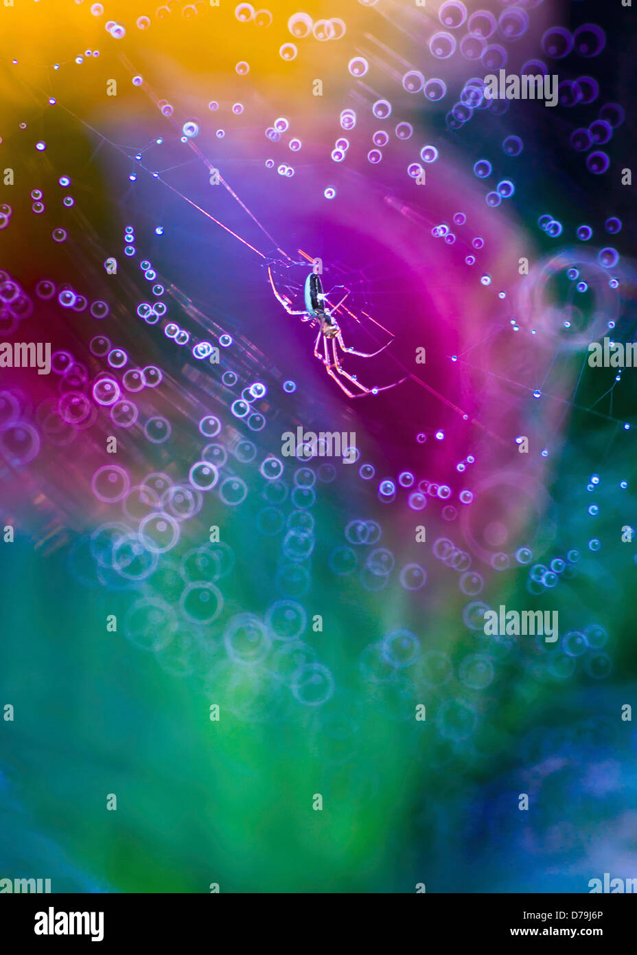 Spider illuminated on silk threads against digitally manipulated multi-coloured background. Stock Photo