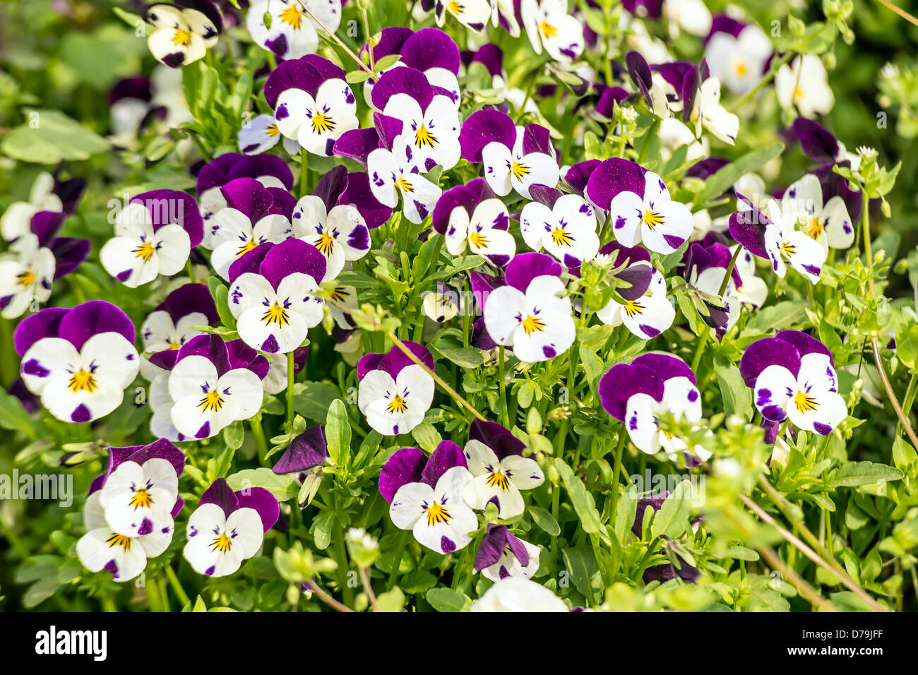 Pansy flowers in garden in spring Stock Photo