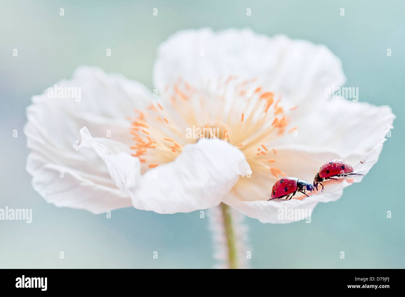 Iceland poppy,  Papaver nudicaule, with pair of Ladybirds, Coccinellidae family, facing each other on crumpled white petal. Stock Photo