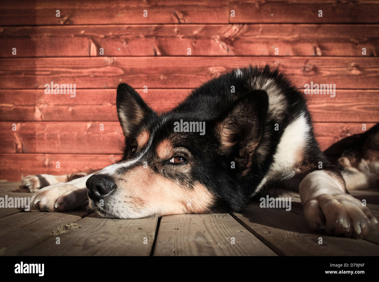 An Alaskan Husky called Ask. He is 11 years old, and has now gone on pension. You can see he is enjoying his time after 11 years Stock Photo