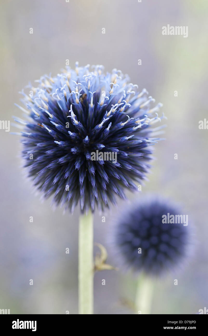 Spherical purple blue flower heads of Echinops ritro 'Veitch's Blue', Globe thistles on tall vertical stems. Stock Photo