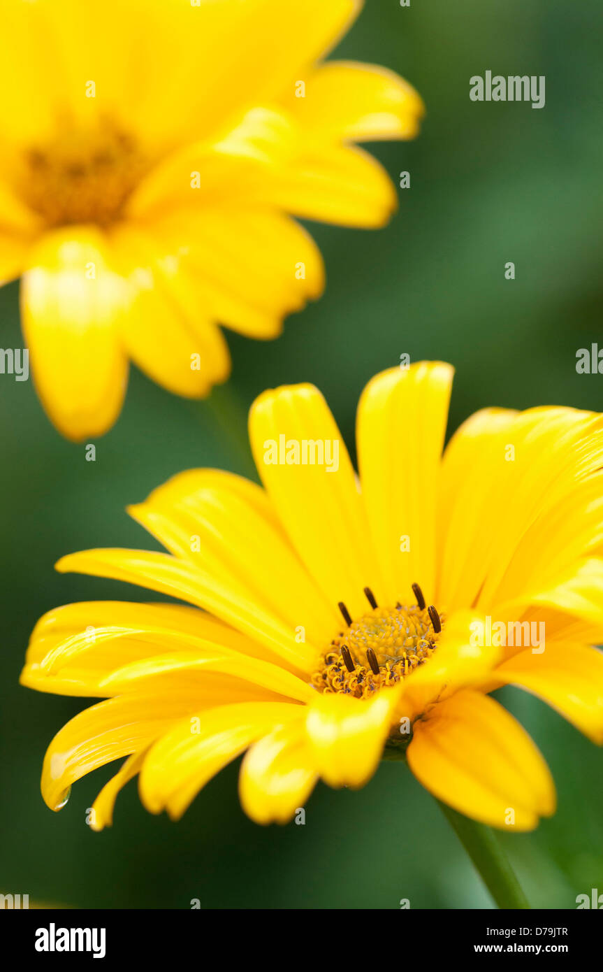 Pair of bright yellow Smooth ox-eye daisy flowers, Heliopsis helianthoides, against green background. Stock Photo