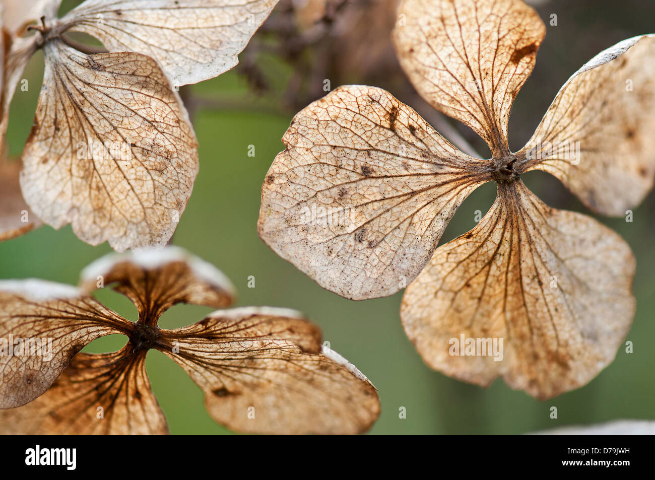 Translucent, spent and dried flowers of Hydrangea macrophylla 'Mariesii Perfecta' with network of veins. Stock Photo