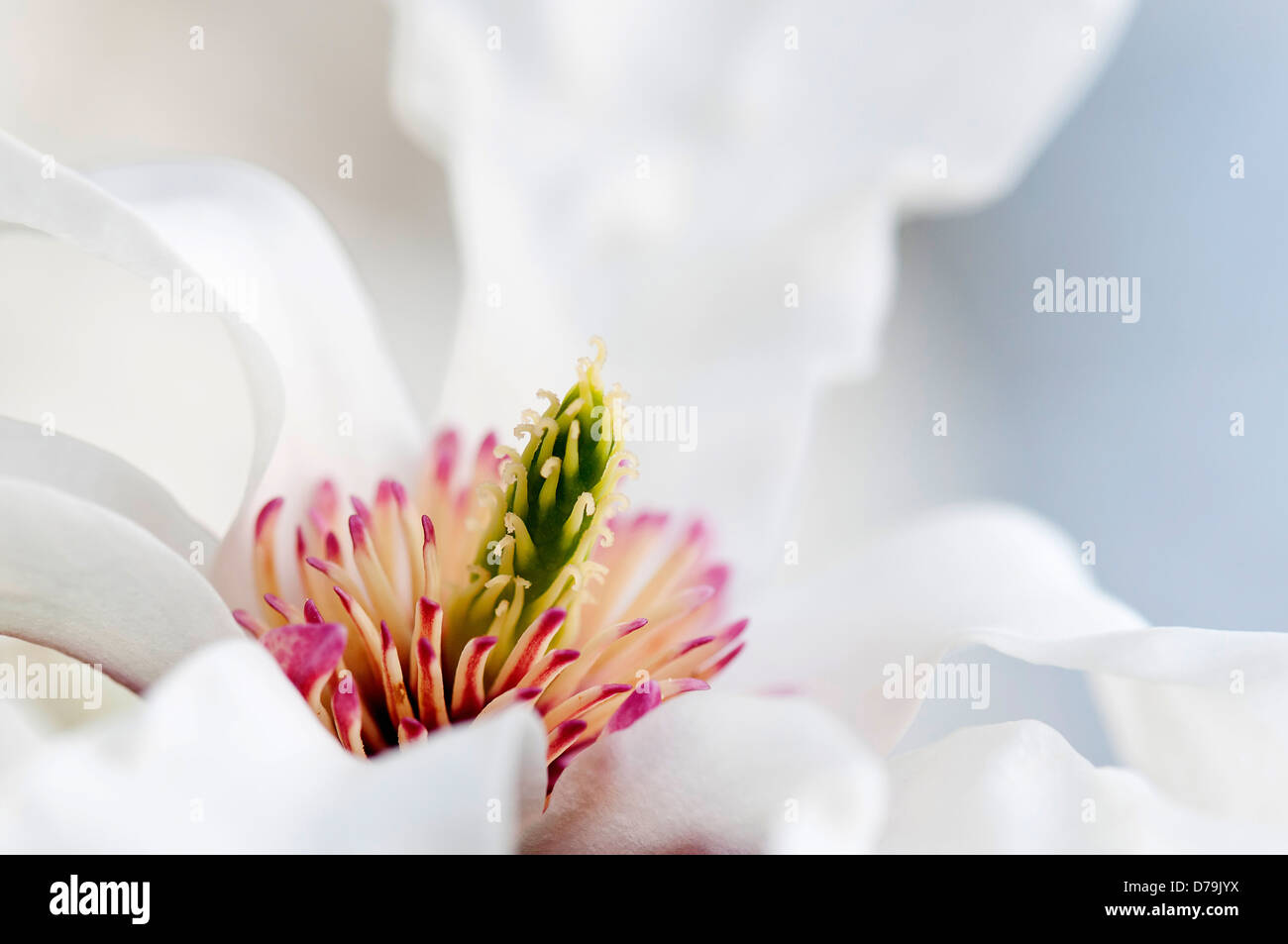 Magnolia salicifolia var. concolor, Close-up of pure white flower with green stamen surrounded by pink and cream at centre. Stock Photo