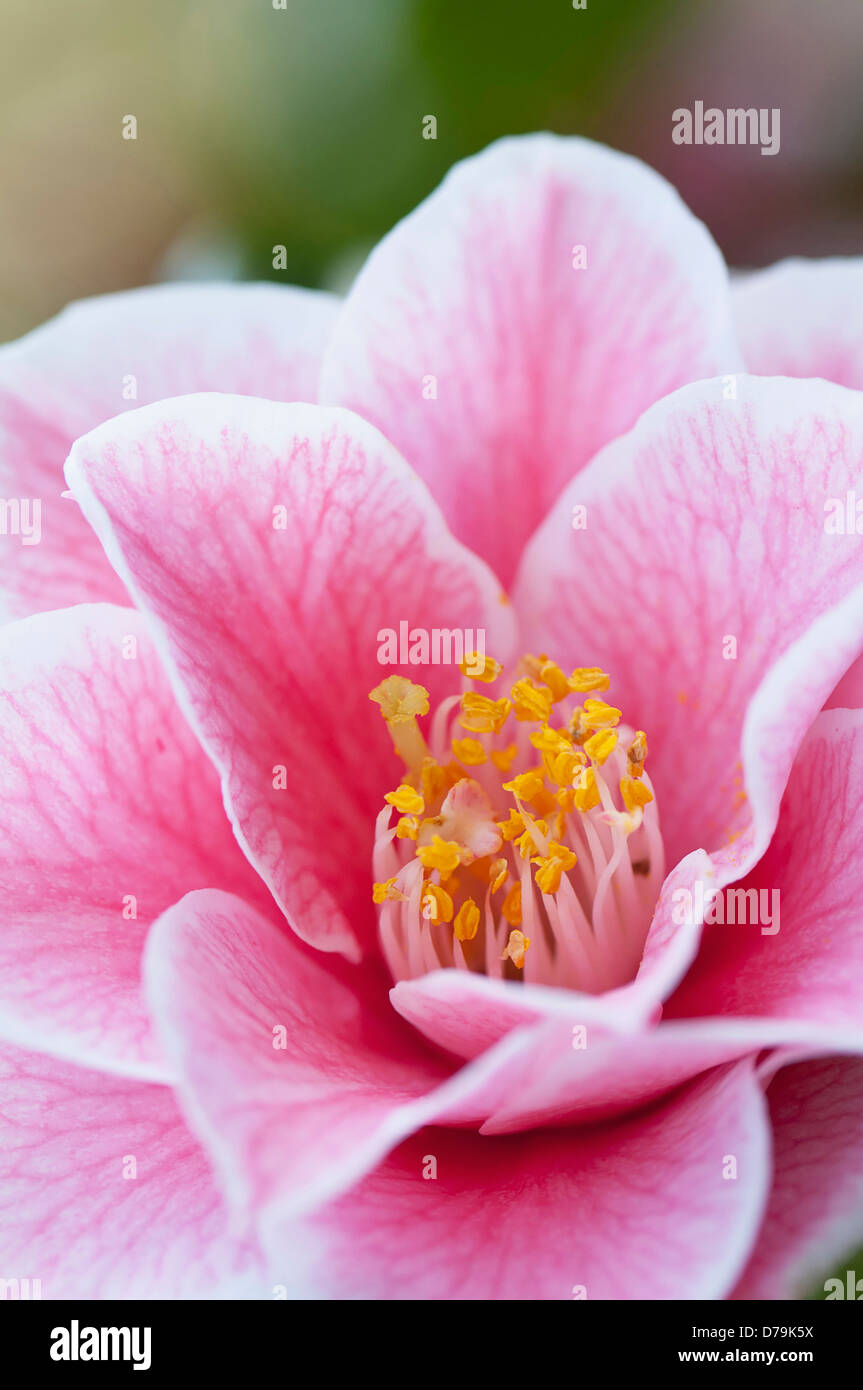Single pink flower of Camelia japonica 'Yours Truly' with delicate veining extending over petals and yellow stamen in centre. Stock Photo