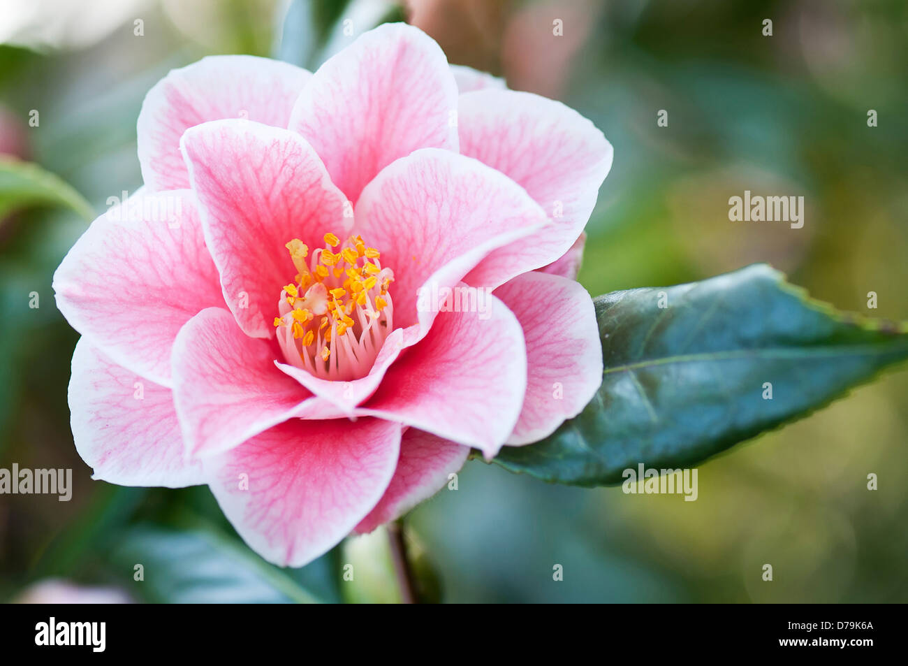Single pink flower of Camelia japonica 'Yours Truly' with delicate veining extending over petals and yellow stamen in centre. Stock Photo