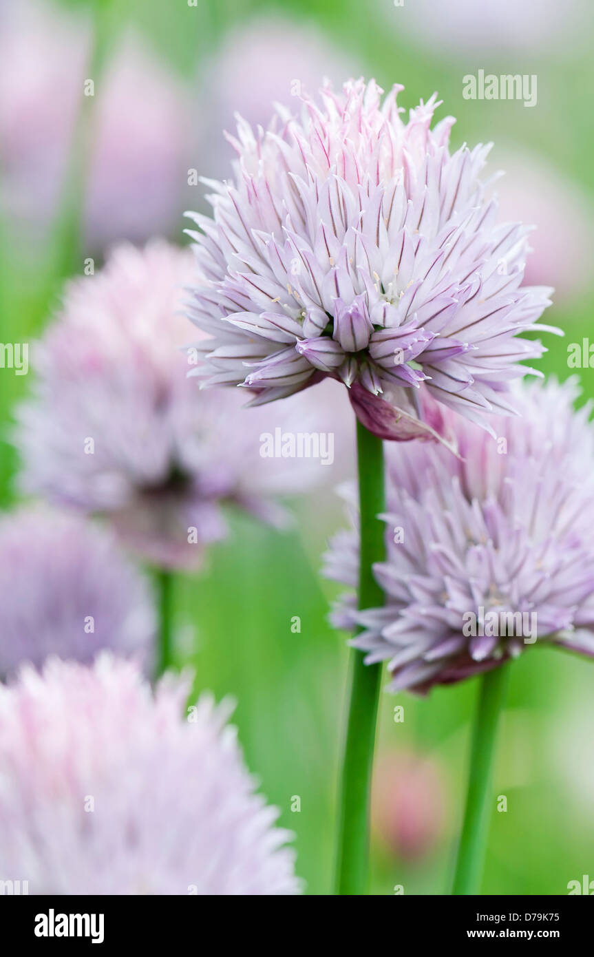 Clump of Chives, Allium schoenoprasum, with dense domed flower heads of small pale purple flowers. Stock Photo