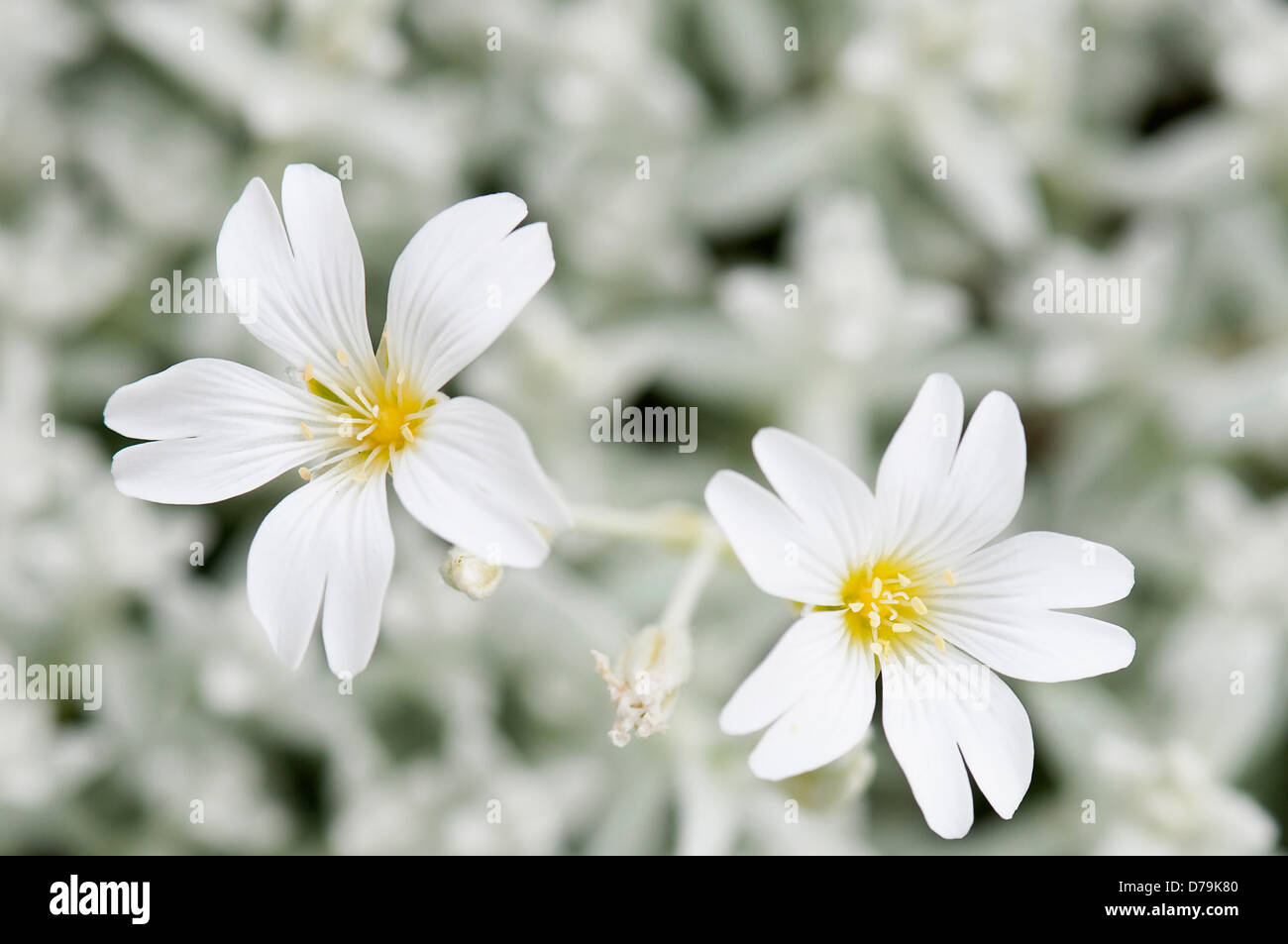 Star-shaped white flowers of Cerastium tomentosum 'Yo Yo', Snow-in-summer Stock Photo