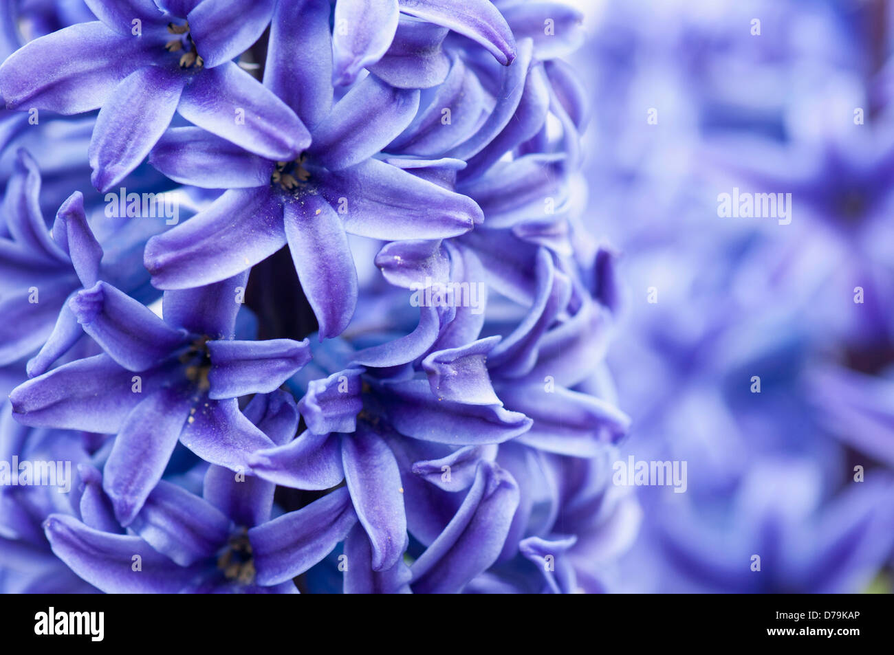 England, Dorset, Swanage, Close cropped view of dense spike of purple-blue hyacinth, Hyacinthus, flowers. Stock Photo