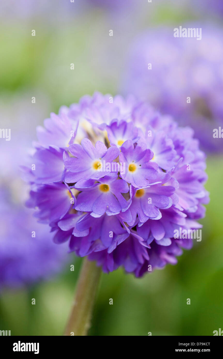 Dense, spherical head of purple flowers of Primula denticulata, a Drumstick primrose growing outdoors in a garden. Stock Photo