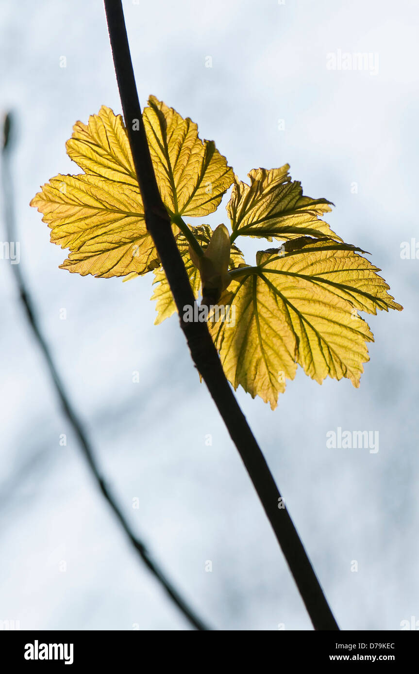 Copper - green new leaves of Sycamore, Acer pseudoplatanus, translucent against sky. Stock Photo