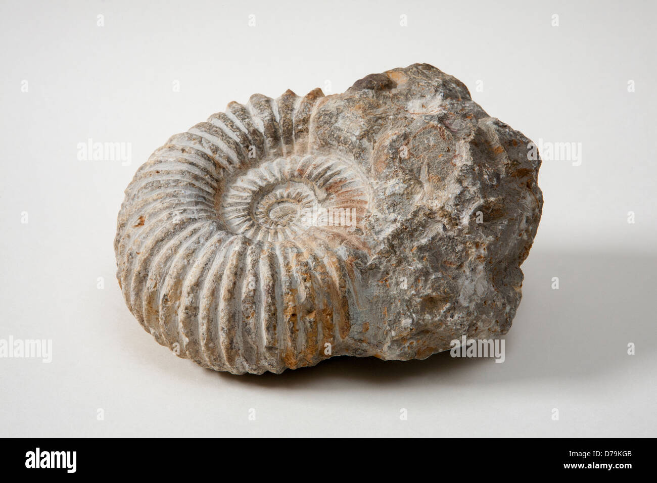 Ammonites "ˈæmənaɪts' are an extinct group of marine invertebrate animals in the subclass Ammonoidea of the class Cephalopoda. Stock Photo