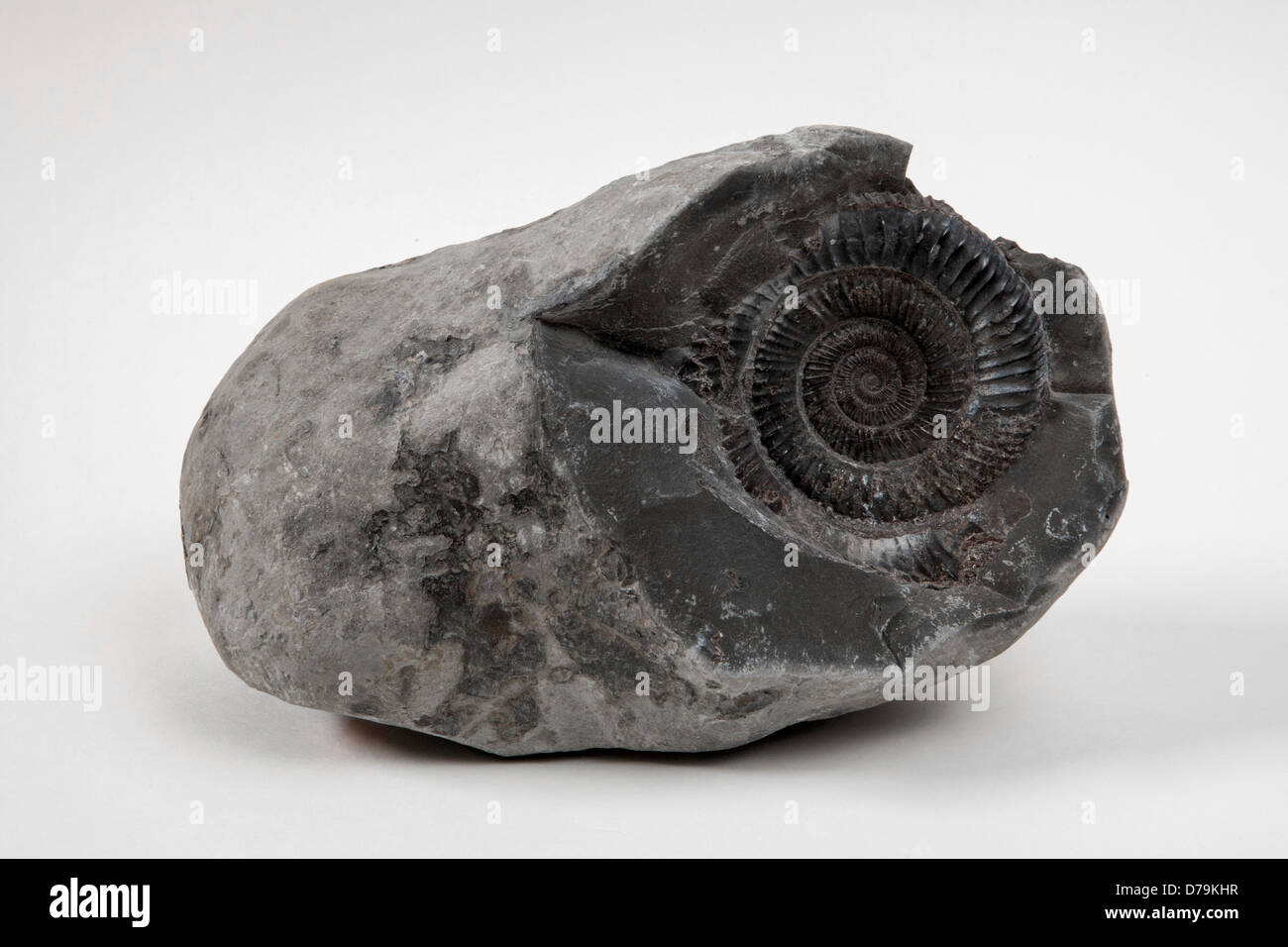 Ammonites "ˈæmənaɪts' are an extinct group of marine invertebrate animals in the subclass Ammonoidea of the class Cephalopoda. Stock Photo