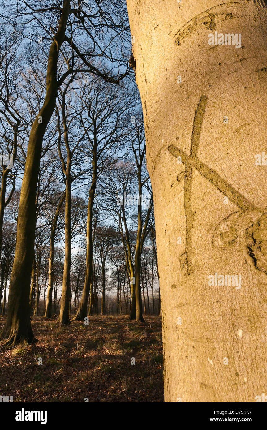 Close cropped shot of cross carved into the trunk of a Beech tree, Fagus sylvatica, in a winter woodland. Stock Photo