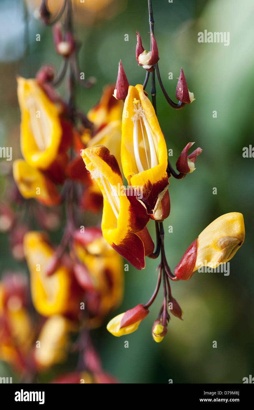 Pendent flower spike of Mysore Clock vine, Thunbergia mysorensis, with yellow tubular flowers with recurved, red - brown lobes. Stock Photo