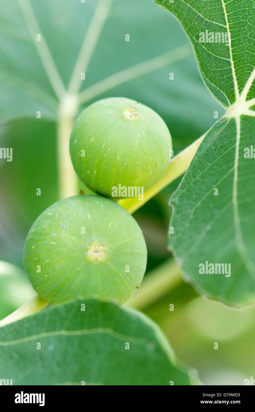 Greece. Edible figs, the green fruit of Ficus carica growing from stem of shrub or tree Stock