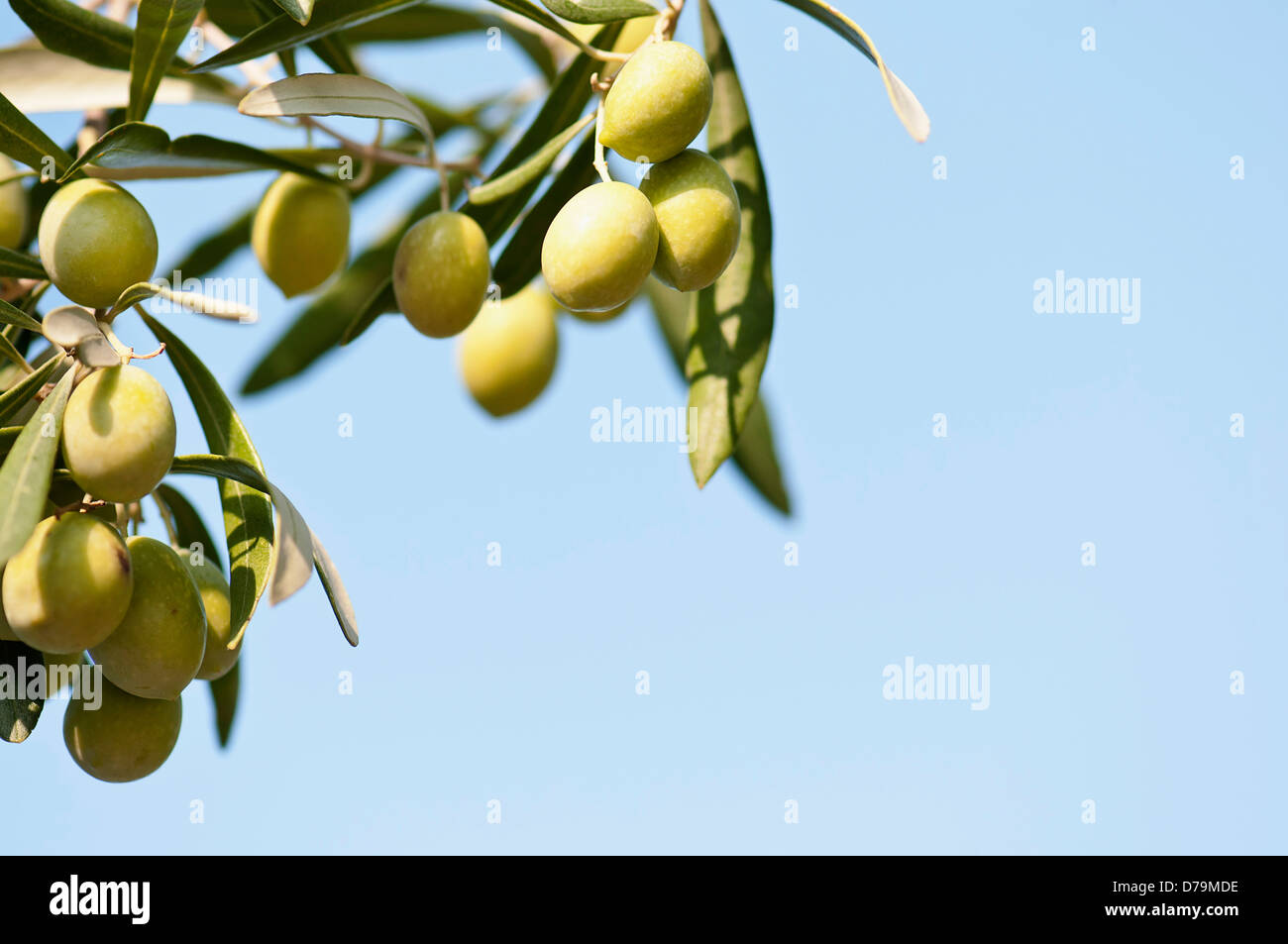 Greece. Olives, Olea europaea, growing in sunshine on branches of tree