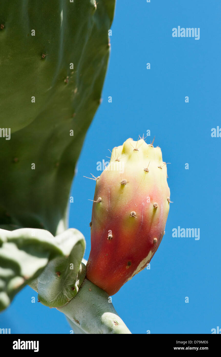 Pink fruit of the prickly pear cactus hires stock photography and