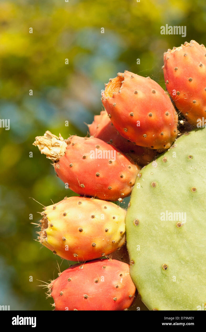 Greece, Pink fruit of the Prickly pear cactus, Opuntia cultivar