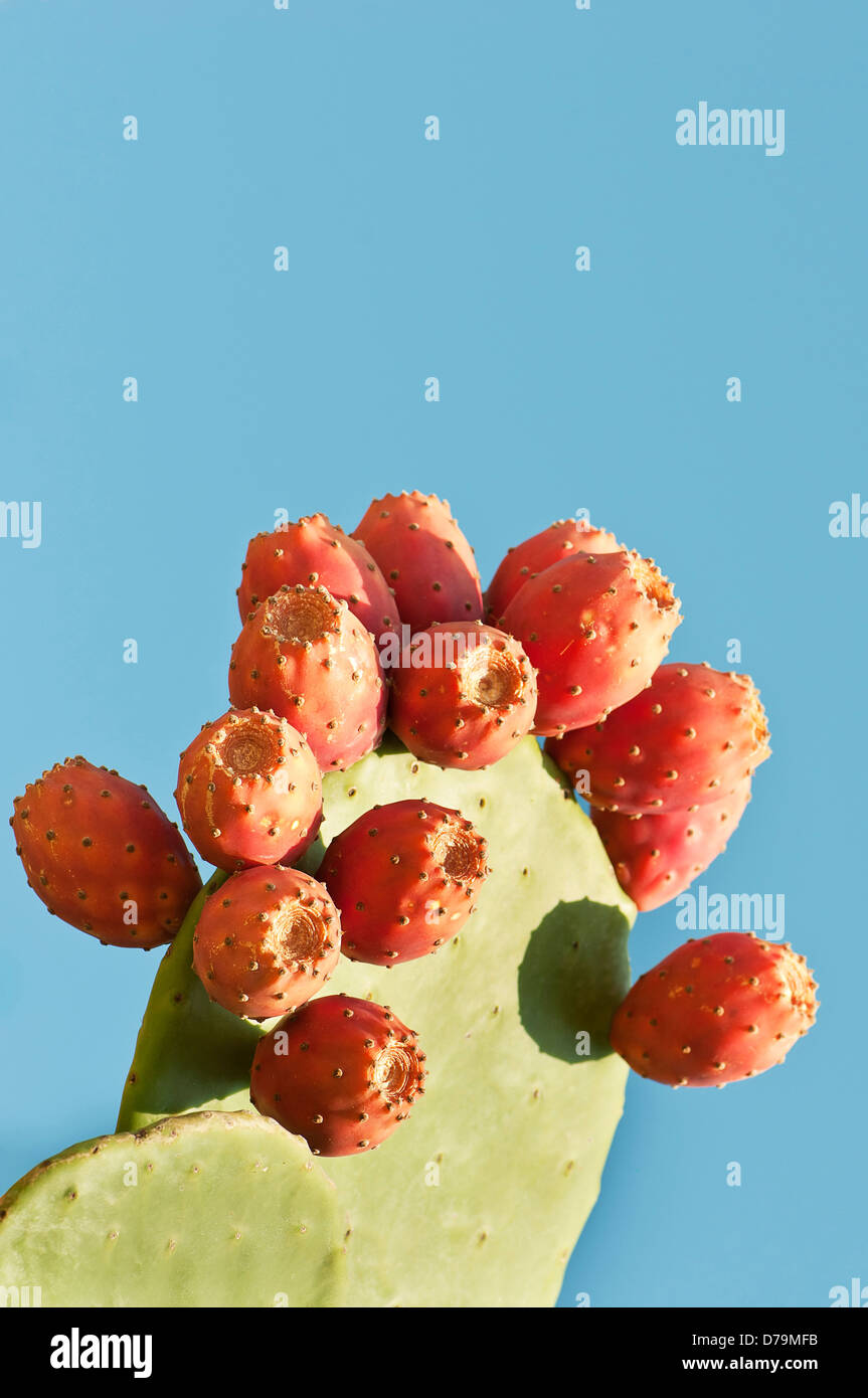 Pink fruit of the prickly pear cactus hires stock photography and