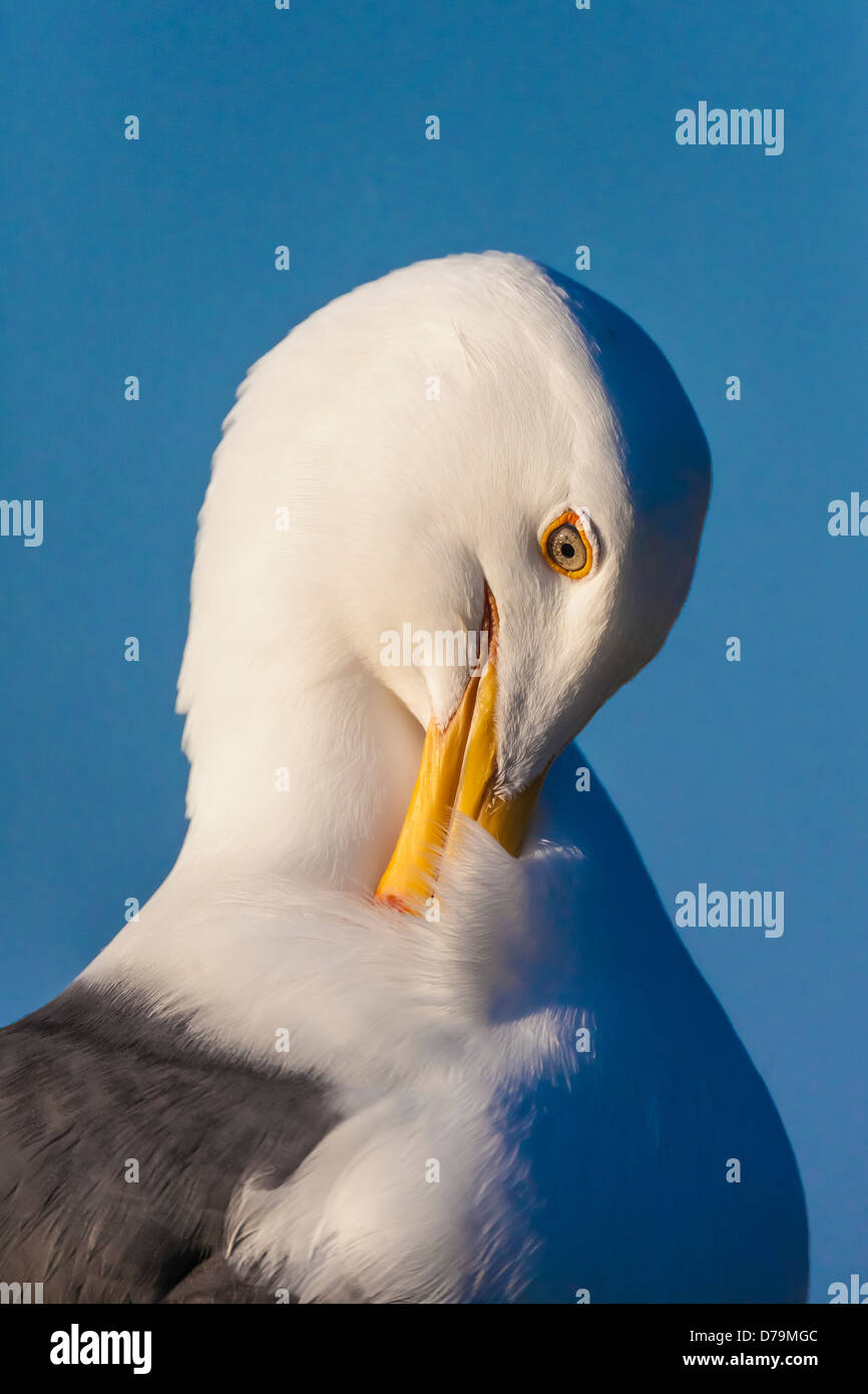 Western Gull (Larus occidentalis) preening its feathers on East Anacapa Island, Channel Islands National Park, California, USA Stock Photo