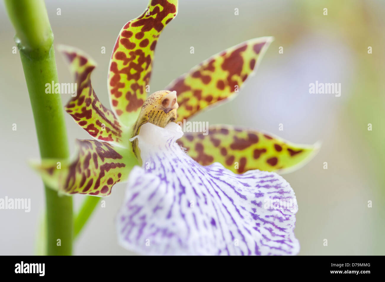 Flower of 'Heavenly Blue' Zygopetalum orchid with showy spotted patterned petals and lip in contrasting colours of red and green Stock Photo